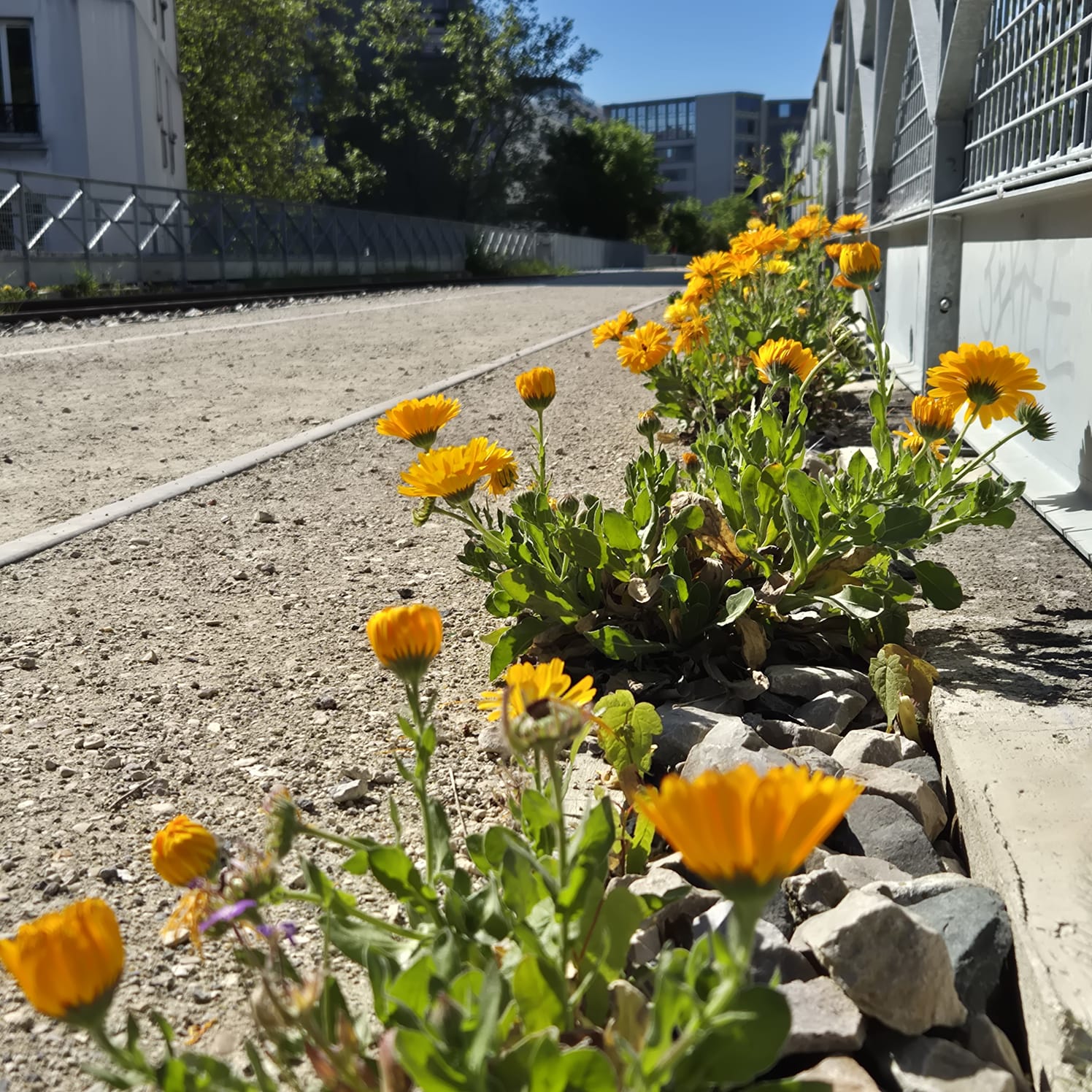 Yellow flowers blooming beside the canal path